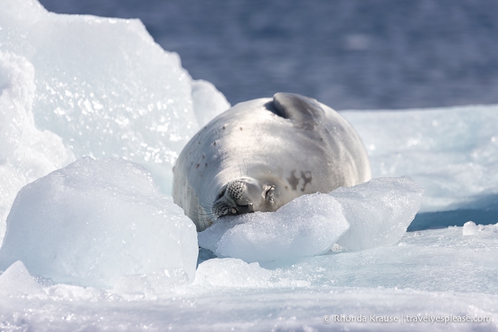 Crabeater seal in Antarctica