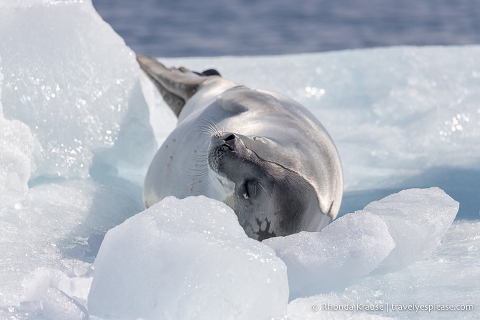 Wildlife in Antarctica- Crabeater seal