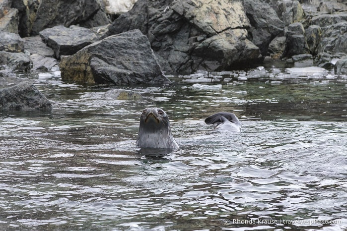 Swimming Weddell seal