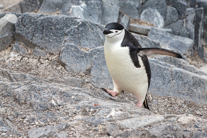 Chinstrap penguin in Antarctica