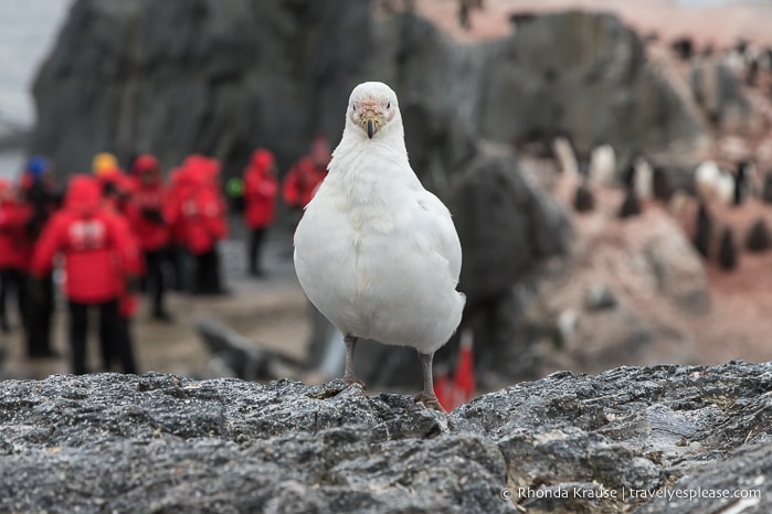 Seabird in Antarctica