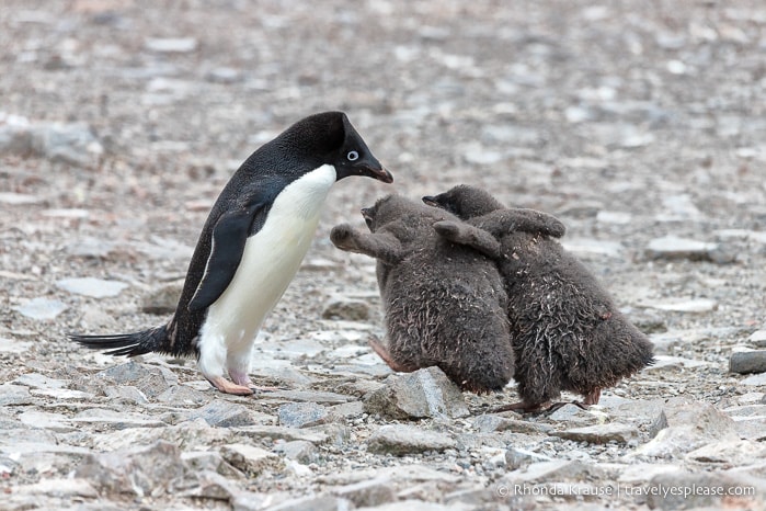 Adelie chicks in a feeding chase