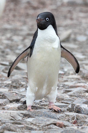 Pingüino Adelie en la Antártida