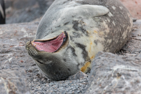 Weddell Seal yawning