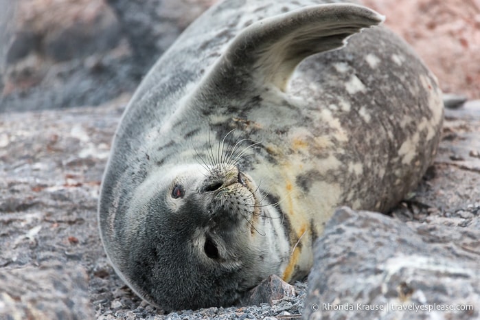 Weddell seal in Antarctica