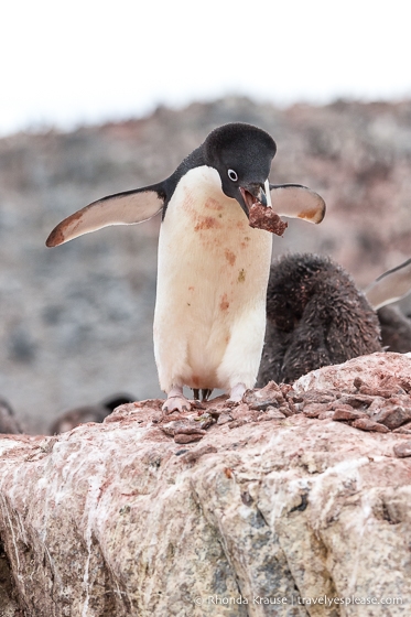 Adelie penguin collecting rocks for its nest