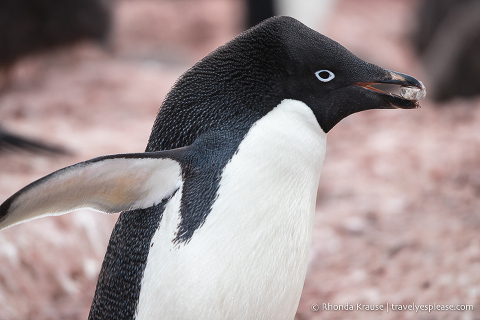 Adelie penguin carrying a rock in its beak