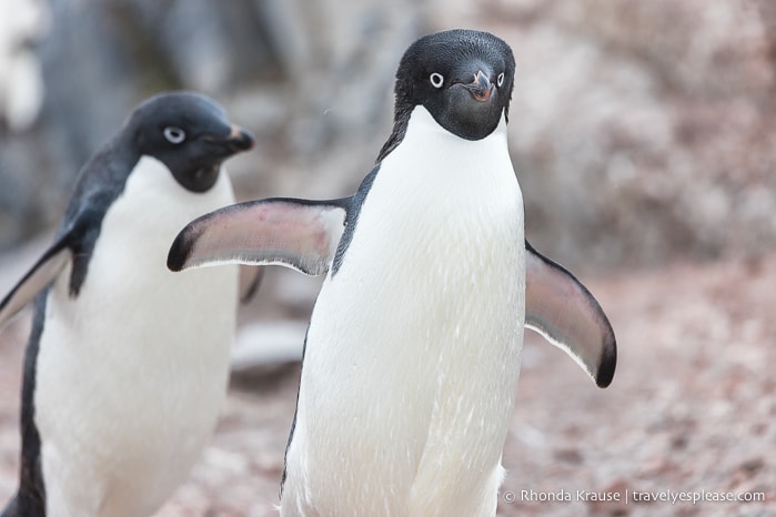 Adelie penguins in Antarctica