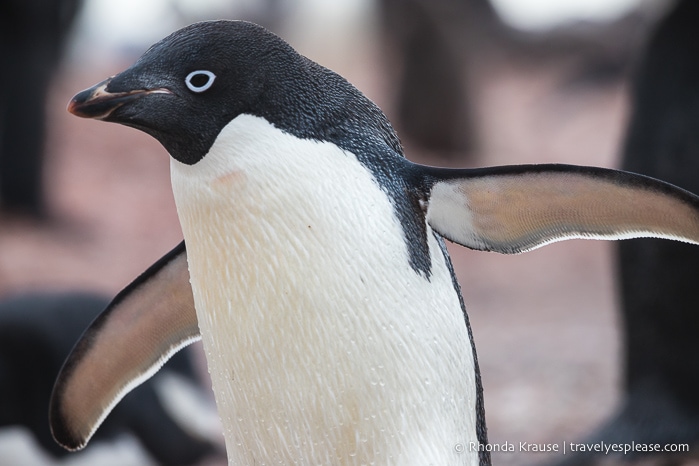 Wildlife in Antarctica- Adelie penguin