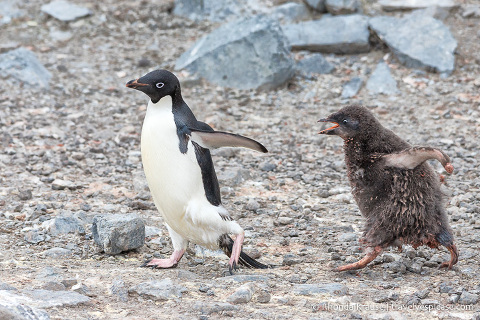 Adelie penguin feeding chase