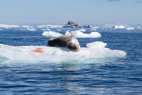 Leopard seal on ice in Antarctica