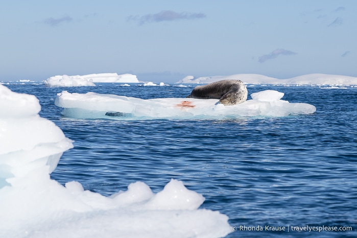 Leopard seal on ice in Antarctica