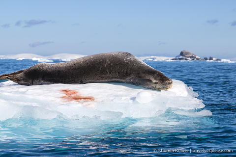 Leopard seal in Antarctica