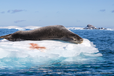 Leopard seal in Antarctica