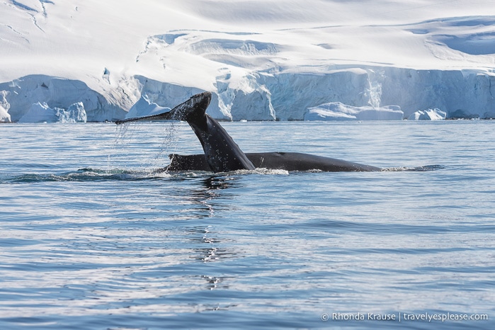 Antarctic Wildlife- Humpback whales
