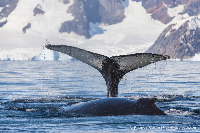 Humpback whales in Antarctica