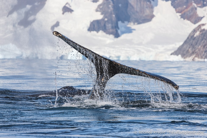 Humpback whale in Antarctica