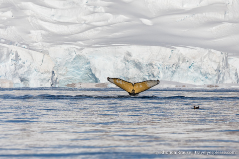 The Wildlife of Antarctica