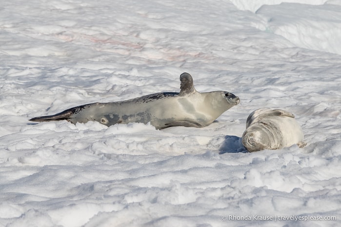 Crabeater seals in Antarctica