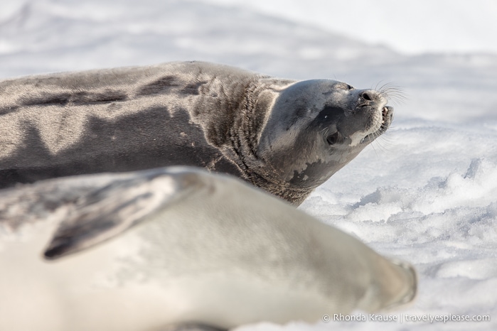 Crabeater seal in Antarctica