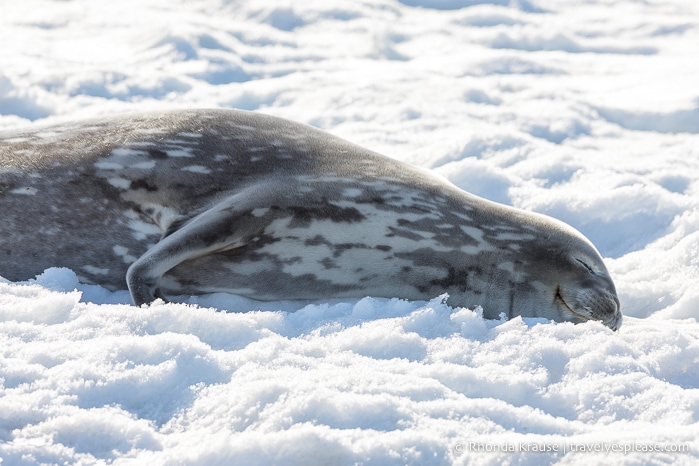 Sleeping Weddell seal in Antarctica
