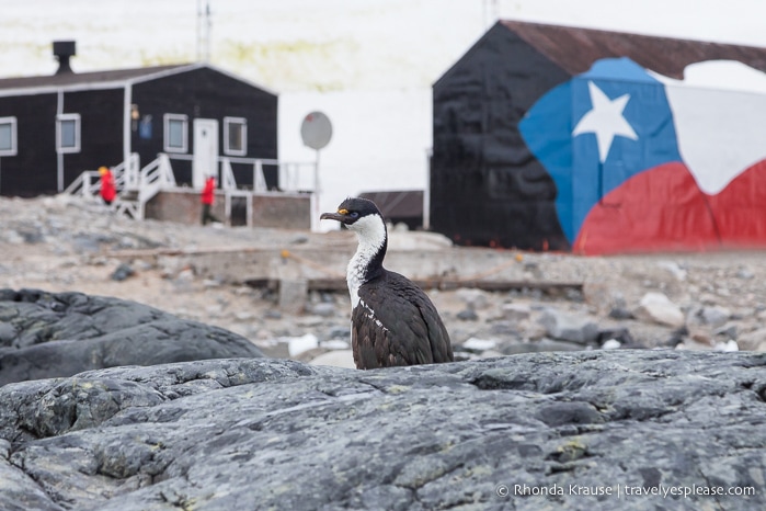 Blue-eyed cormorant in Antarctica