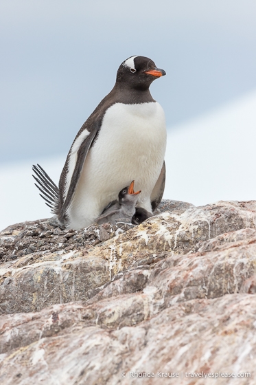 Fauna en la Antártida - pingüino y polluelo Gentoo