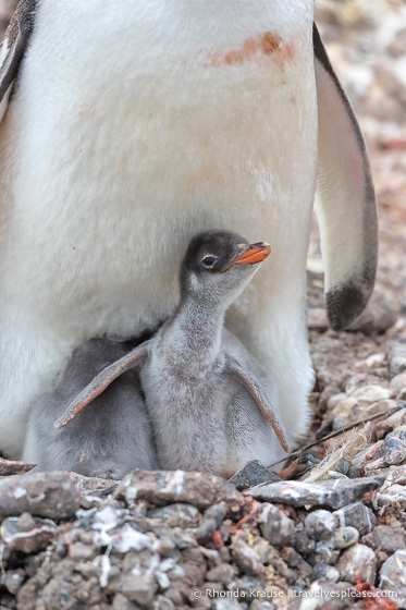 Polluelo de pingüino Gentoo