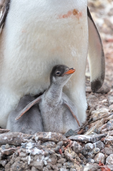 Gentoo penguin chick