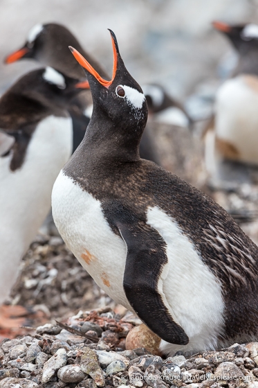 Pingüino Gentoo con huevo en la Antártida