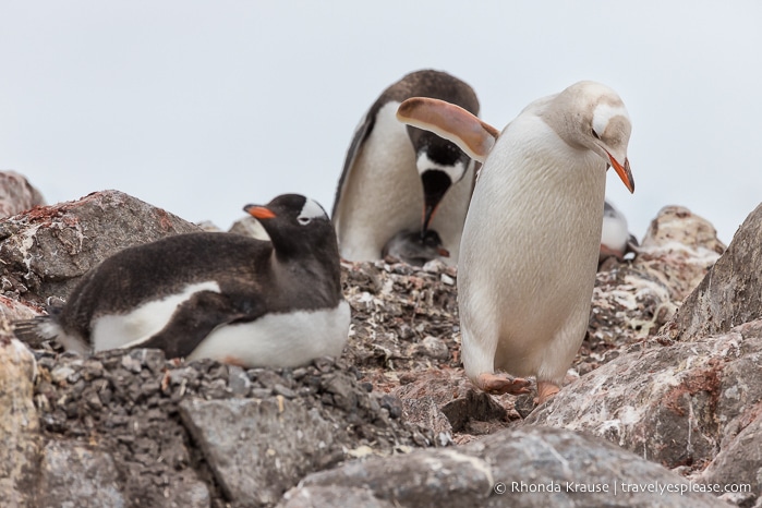 A leucistic (white) penguin in Antarctica