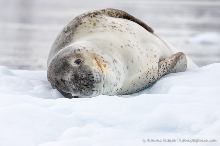 Leopard seal on ice in Antarctica