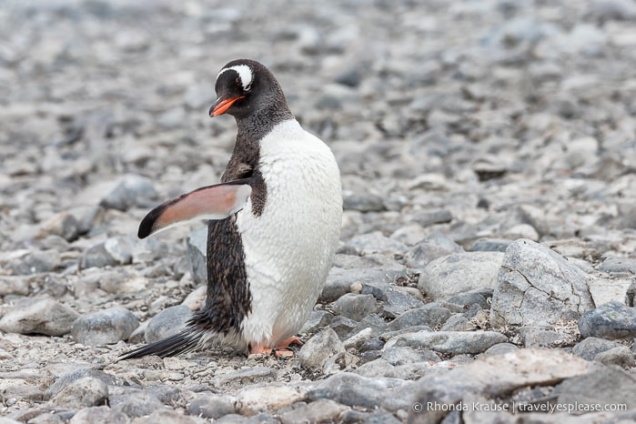 Gentoo penguin in Antarctica