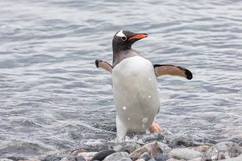 Gentoo penguin coming out of the water after a swim