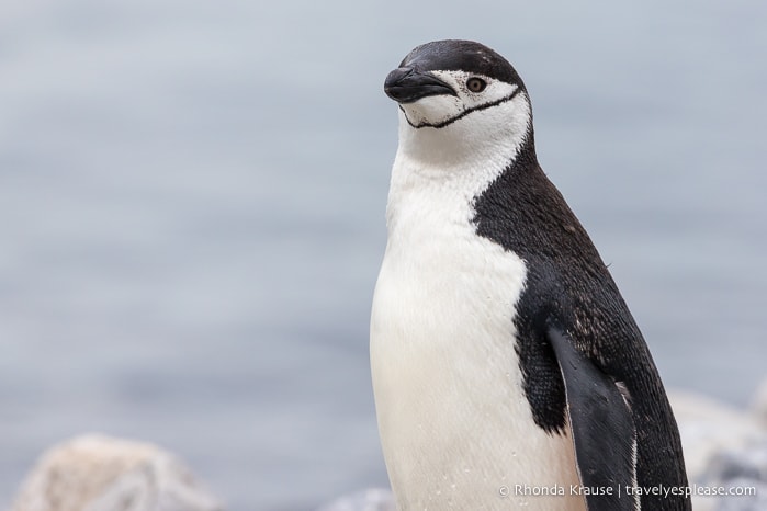 Chinstrap penguin in Antarctica