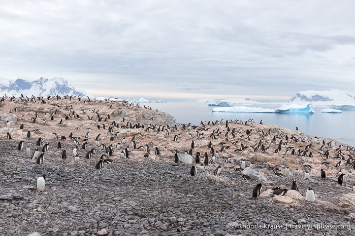 Wildlife in Antarctica- A Visitor's Guide to Antarctic Wildlife