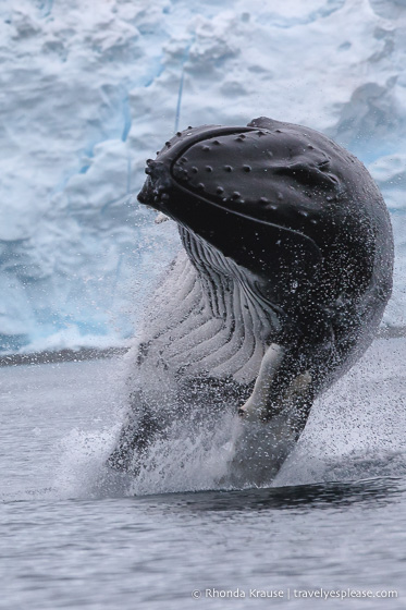 Breaching humpback whale in Antarctica