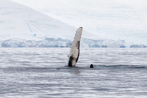 Pectoral fin of a humpback whale