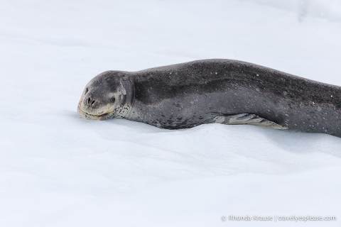 Antarctic Wildlife- Leopard seal