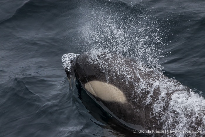 Orca in Antarctica