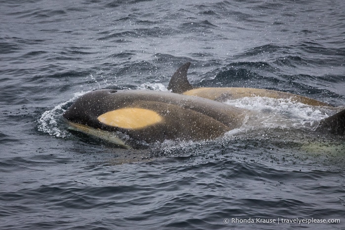Wildlife in Antarctica- Orcas/killer whales