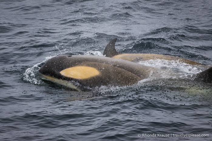 Wildlife in Antarctica- Orcas/killer whales