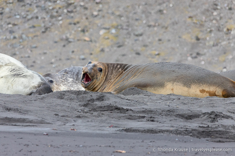 Elephant seal