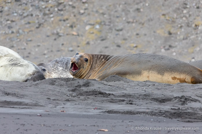 Elephant seal