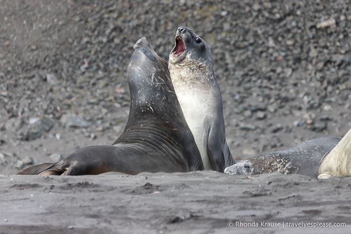 Jousting elephant seals