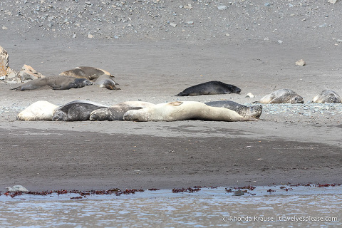 Antarctic Wildlife- Elephant seals