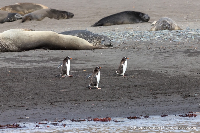 Antarctic Wildlife- Gentoo penguins and elephant seals
