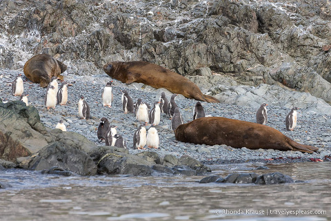 Antarctic Wildlife- A Visitor's Guide to the Animals in Antarctica