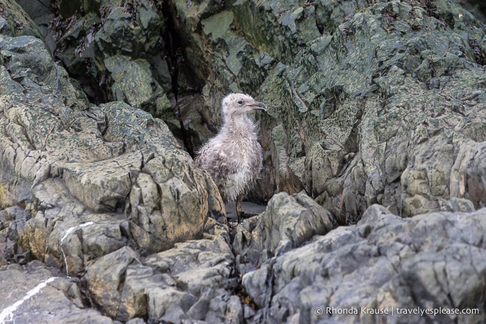 Bird chick Antarctica