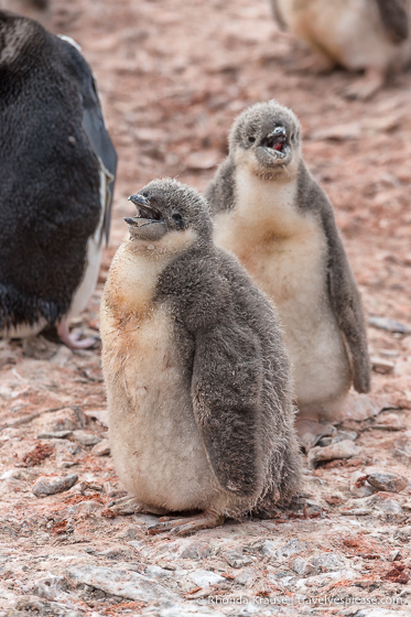 Polluelo de pingüino de barbijo en la Antártida